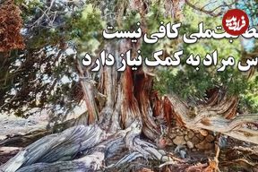ببینید؛ وقتی کهن‌ترین زن ایران ثبت ملی شد؛ درختی که از پیش از مسیح روی زمین است