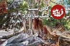 ببینید؛ وقتی کهن‌ترین زن ایران ثبت ملی شد؛ درختی که از پیش از مسیح روی زمین است