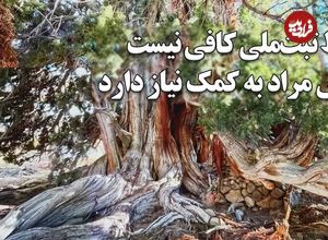 ببینید؛ وقتی کهن‌ترین زن ایران ثبت ملی شد؛ درختی که از پیش از مسیح روی زمین است