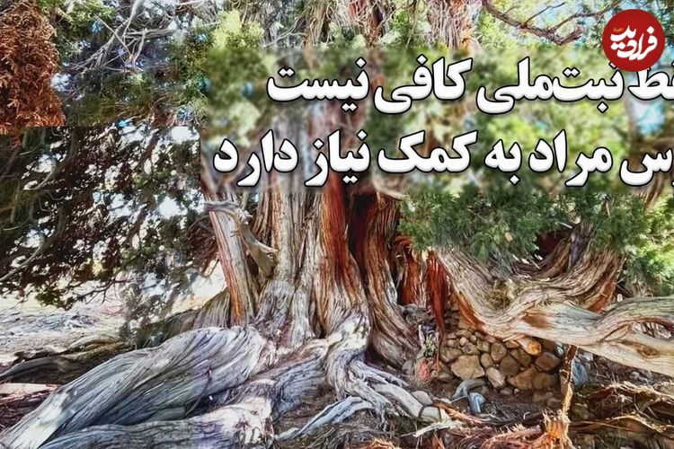 ببینید؛ وقتی کهن‌ترین زن ایران ثبت ملی شد؛ درختی که از پیش از مسیح روی زمین است