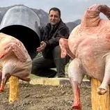 ببینید| غذای روستایی در آذربایجان؛ کباب کردن بوقلمون های بزرگ زیر بشکه