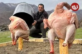 ببینید| غذای روستایی در آذربایجان؛ کباب کردن بوقلمون های بزرگ زیر بشکه