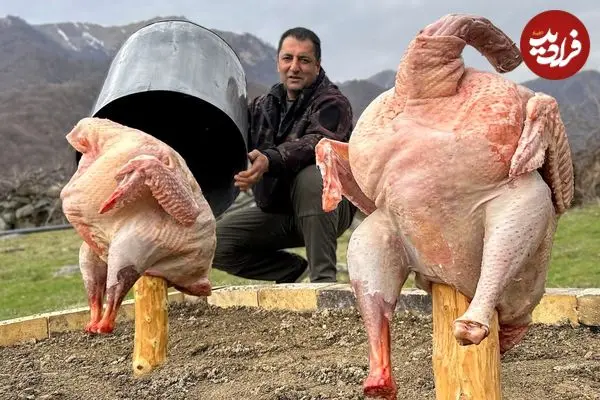 ببینید| غذای روستایی در آذربایجان؛ کباب کردن بوقلمون های بزرگ زیر بشکه