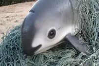 ببینید| 10 گونه حیوان کمیاب که در خطر انقراض هستند