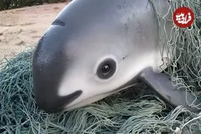 ببینید| 10 گونه حیوان کمیاب که در خطر انقراض هستند