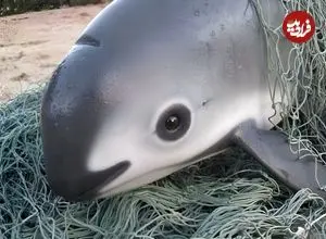 ببینید| 10 گونه حیوان کمیاب که در خطر انقراض هستند