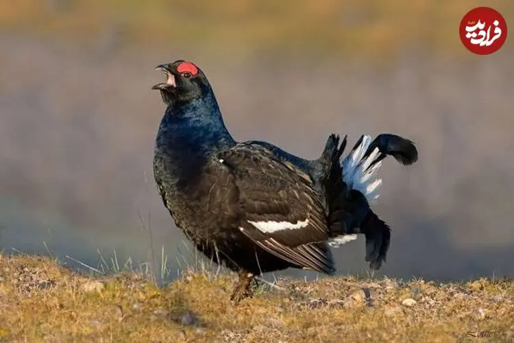 عکس| سیاه‌خروس قفقازی پرنده‌ای در سایه تهدیدات زیستگاهی؛ تشکیل کمیته ملی حفاظت