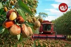 ببینید| چگونه کشاورزان آمریکایی هزاران تن ماکادمیا را برداشت می کنند؟