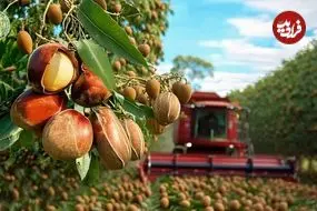 ببینید| چگونه کشاورزان آمریکایی هزاران تن ماکادمیا را برداشت می کنند؟