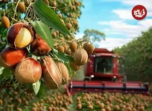 ببینید| چگونه کشاورزان آمریکایی هزاران تن ماکادمیا را برداشت می کنند؟