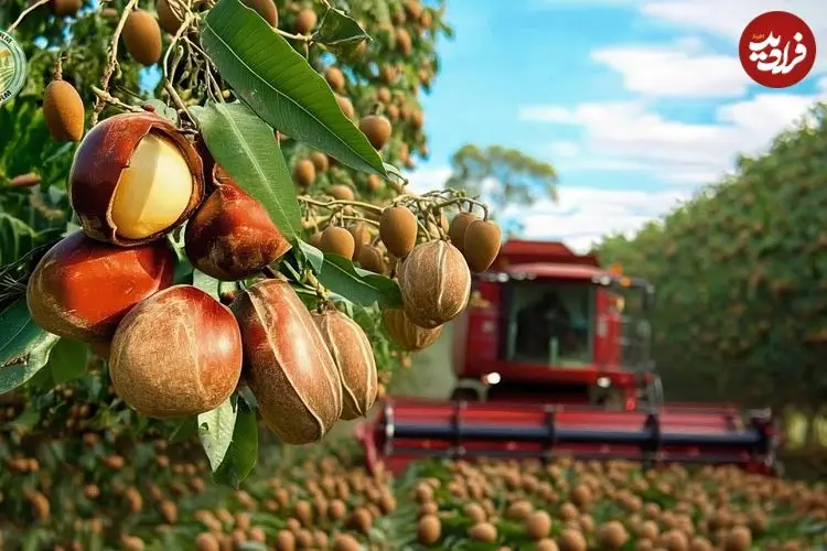 ببینید| چگونه کشاورزان آمریکایی هزاران تن ماکادمیا را برداشت می کنند؟