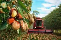 ببینید| چگونه کشاورزان آمریکایی هزاران تن ماکادمیا را برداشت می کنند؟