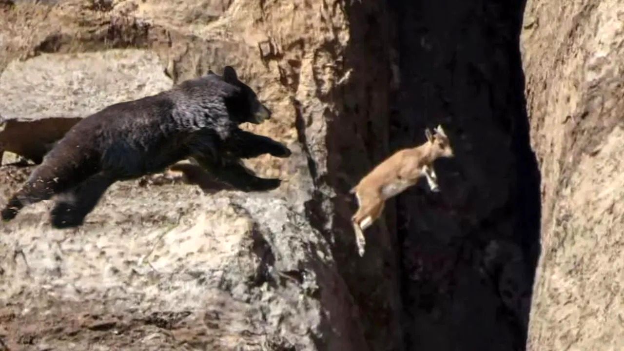 (ویدئو) خرس قهوه ای بدشناس به بز کوهی نرسید و از صخره سقوط کرد!