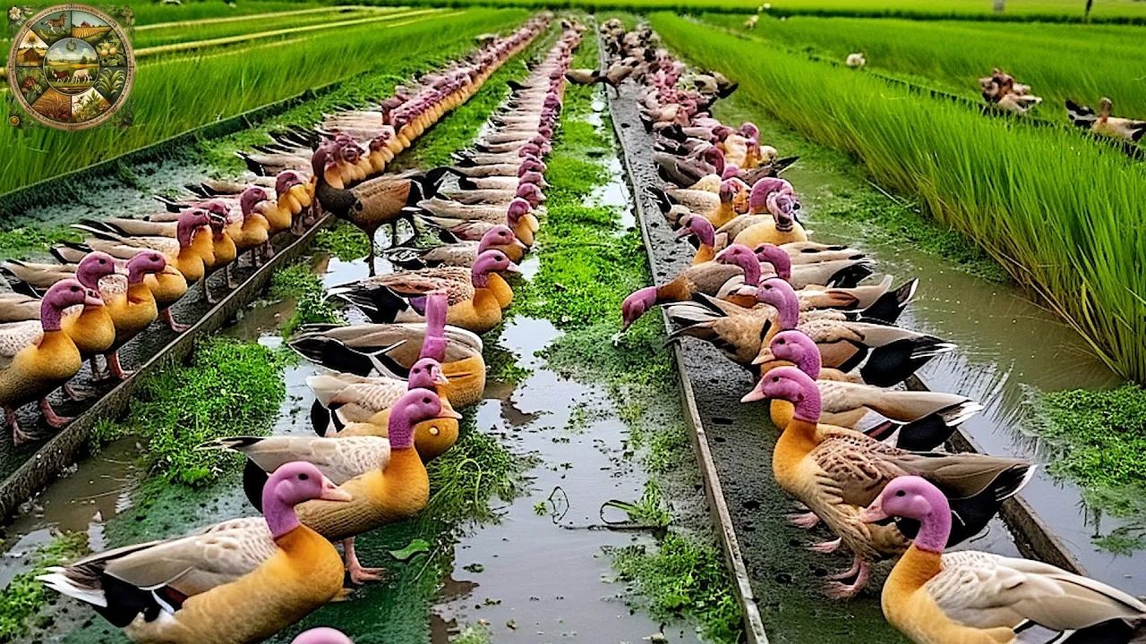 (ویدئو) از مزرعه پرورش اردک تا کارخانه بسته بندی؛ صفر تا صد پرورش هزاران اردک