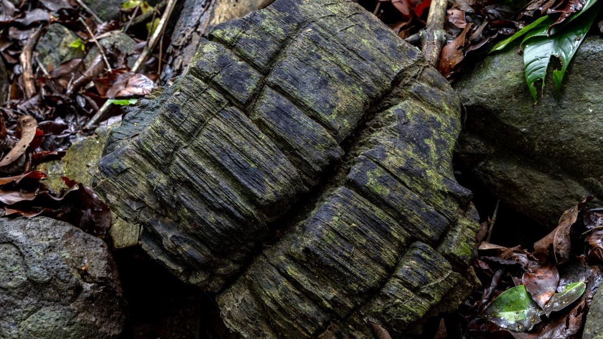 کشف جنگل 23 میلیون‌ساله‌ای که «سنگ» شده است