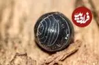 «گِردترین» جانور جهان کدام است؟
