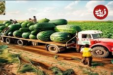 (ویدئو) چگونه کشاورزها 100 میلیون تن هنداونه را برداشت و بسته بندی می کنند؟