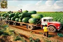 (ویدئو) چگونه کشاورزها 100 میلیون تن هنداونه را برداشت و بسته بندی می کنند؟