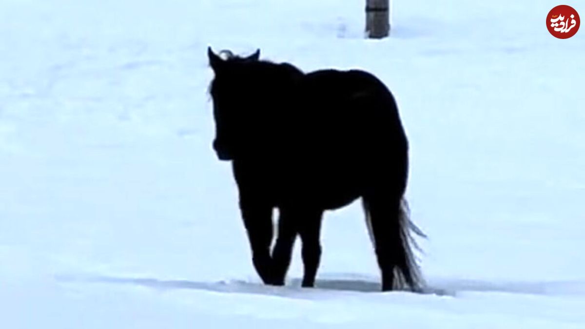 ویدیوی وایرال شده از حرکت یک اسب که ناخواسته باعث خطای دید می‌شود! 