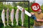 ببینید؛ غذای روستایی در آذربایجان؛ تهیه یک غذای متفاوت با ماهی، سس و سبزیجات