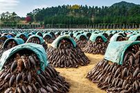 ببینید؛ نگاهی به مزارع پرورش عقرب در چین برای مصارف خوراکی و زهر گیری