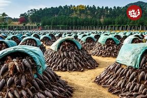 ببینید؛ نگاهی به مزارع پرورش عقرب در چین برای مصارف خوراکی و زهر گیری