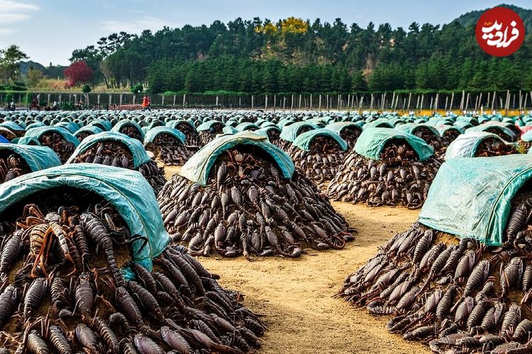 ببینید؛ نگاهی به مزارع پرورش عقرب در چین برای مصارف خوراکی و زهر گیری