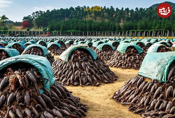 ببینید؛ نگاهی به مزارع پرورش عقرب در چین برای مصارف خوراکی و زهر گیری