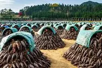 ببینید؛ نگاهی به مزارع پرورش عقرب در چین برای مصارف خوراکی و زهر گیری