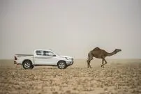 (ویدئو) حمله وحشیانه شتر عصبانی به خودروی حامل بازدیدکنندگان سافاری