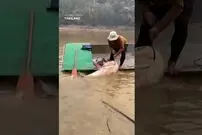 (ویدئو) ماهیگیر خوش اقبال تایلندی یک ماه غول پیکر 134 کیلوگرمی شکار کرد