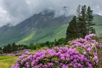 گیاهان مهاجمی که کاشت آن‌ها غیرقانونی است