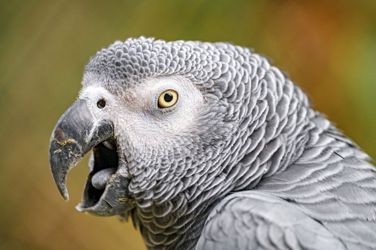 مشکل خنده‌دار «طوطی‌های فحّاش» در یک باغ وحش انگلیسی
