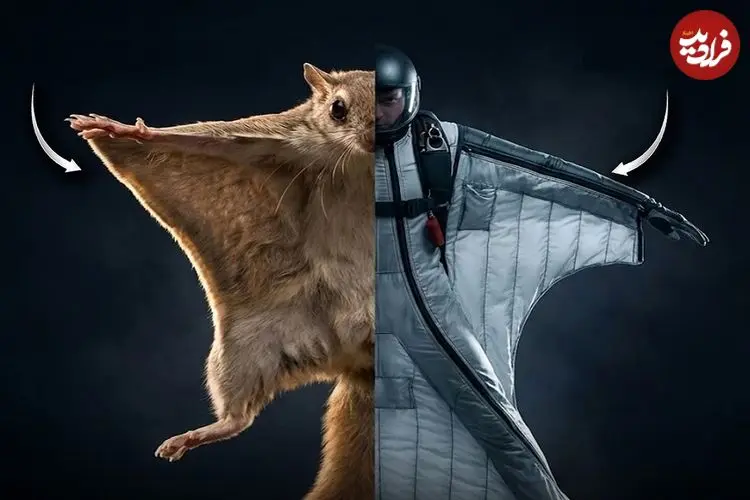 تصاویر| زیست الگوبرداری (بیومیمیکری)؛ پیوند هنر طراحی و مهندسی طبیعت