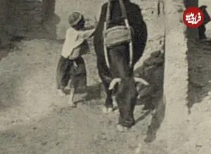 عکس| سفر زمان؛ تصویری از کندن قنات با کمک گاو در دوران قاجار