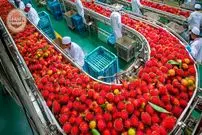 ببینید| چگونه صدها تن رامبوتان برداشت و در تایلند فرآوری می‌شود؟