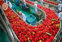 ببینید| چگونه صدها تن رامبوتان برداشت و در تایلند فرآوری می‌شود؟