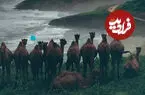 ببینید| هم‌نشینی شترها با مه و کوه‌های سبز در ساحل دریای عرب