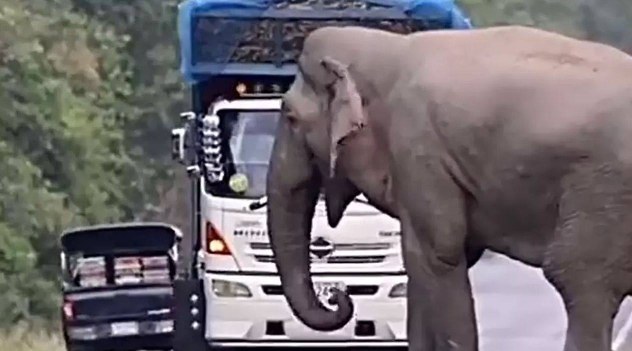 (ویدئو) فیل‌های باج گیر در تایلند!