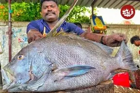 ببینید| مهارت دیدنی ماهی فروش هندی در برش زدن ماهی کورالی بزرگ