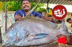 ببینید| مهارت دیدنی ماهی فروش هندی در برش زدن ماهی کورالی بزرگ