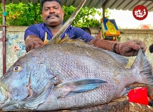 ببینید| مهارت دیدنی ماهی فروش هندی در برش زدن ماهی کورالی بزرگ