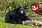 ببینید؛ حمام لوکس خرس سیاه در جکوزی خانه‌!