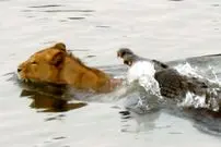 ببینید| حمله ناگهانی یک کروکودیل به شیر نر در رودخانه!