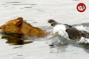 ببینید| حمله ناگهانی یک کروکودیل به شیر نر در رودخانه!