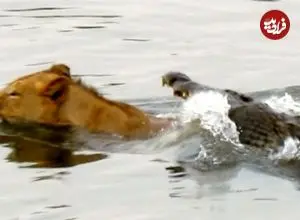 ببینید| حمله ناگهانی یک کروکودیل به شیر نر در رودخانه!