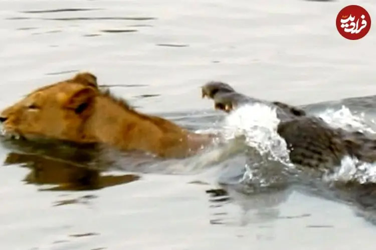 ببینید| حمله ناگهانی یک کروکودیل به شیر نر در رودخانه!