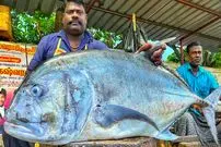 ببینید| سبک خاص ماهی فروش هندی در برش زدن ماهی تروالی در کنار خیابان