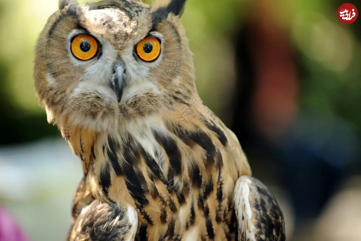 ببینید؛ عجیب اما واقعی: چشم برخی جغدها از داخل گوششان دیده می‌شود