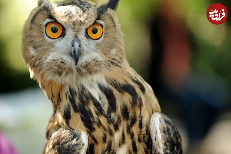ببینید؛ عجیب اما واقعی: چشم برخی جغدها از داخل گوششان دیده می‌شود